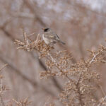 Black-throated Thrush (male), a common winter visitor to Ladakh’s Indus Valley (image by Mike Watson)