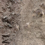 Blue Sheep or Bharal, the favourite prey of the ‘Grey Ghost’ (image by Mike Watson)