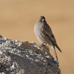 Brandt’s Mountain Finch swarms over the highest mountainsides (image by Mike Watson)