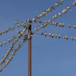 Brandt’s Mountain Finches gather at Puga Sumdos Changpa Nomad Camp (image by Mike Watson)