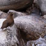  Brown Dipper at Hymia (image by Mike Watson)
