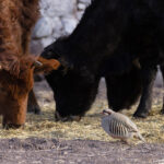Chukars find something to eat in winter around livestock (image by Mike Watson)