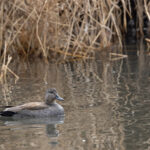 Gadwall at Shey Holy Pond (image by Mike Watson)