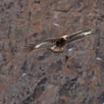  Golden Eagle opposite our campsite at Shang Valley (image by Mike Watson)