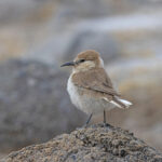  Ground Tit, formerly known as Groundpecker is found way above 4000m ASL in Ladakh (image by Mike Watson)