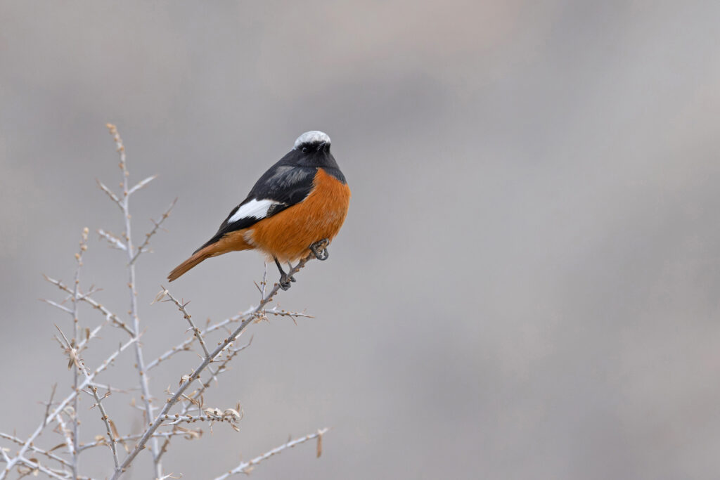 Güldenstädt’s Redstart, one of the commonest birds in the Indus Valley in winter (image by Mike Watson)