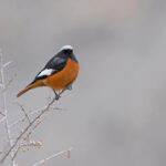  Güldenstädt’s Redstart, one of the commonest birds in the Indus Valley in winter (image by Mike Watson)