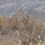 Güldenstädt’s Redstarts, like Christmas decorations (image by Mike Watson)