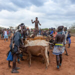 An essential rite of passage for young boys in Hamer culture, the bull jumping ceremony is vital to young Hamer boys becoming men (image by Inger Vandyke)