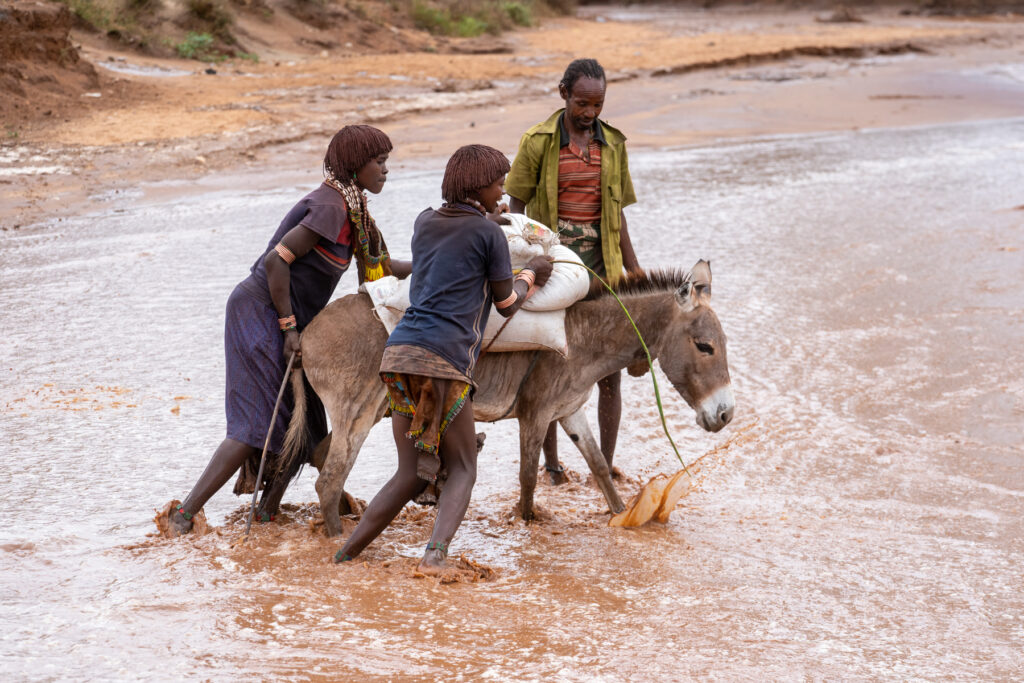 A group of Hamer people coaxing a very reluctant donkey across the flooded Keskede, trying to return home from the weekly market (image by Inger Vandyke)