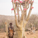 Hamer people store wood in the upper branches of a gigantic Desert Rose euphorbia, to protect it from being eaten by termites (image by Inger Vandyke)