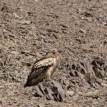 Himalayan Vulture is a less regular visitor to the roadside! (image by Mike Watson)