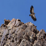  Himalayan Vulture is an occasional sight in the skies over the mountain valleys of Ladakh (image by Mike Watson)