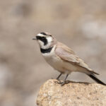 (Tibetan) Horned Lark is a common sight on the plateau (image by Mike Watson)