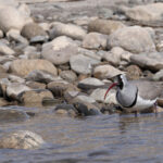 Ibisbill, a unique shorebird! (image by Mike Watson)