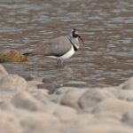 Ibisbills turn their backs on you to hide their flashy front ends! (image by Mike Watson)