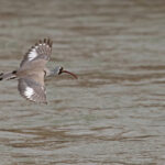 Ibisbill in flight over the River Indus (image by Mike Watson)