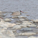  A pair of Ibisbills on the banks of the Indus (image by Mike Watson)