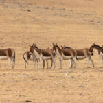Kiangs on Ladakh’s Tibetan Plateau (image by Mike Watson)