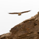  Lammergeier incoming (image by Mike Watson)