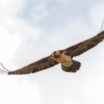 Enter the Bone-breaker! (image by Mike Watson)