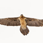 ‘You don’t look well’ said the Lammergeier (image by Mike Watson)