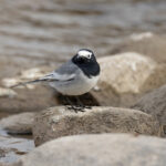  Masked Wagtail is a common winter visitor to the Indus Valley (image by Mike Watson)