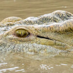 The eye of a Nile Crocodile in Lake Chamo (image by Inger Vandyke)