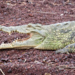 Gigantic Nile Crocodiles call Lake Chamo home (image by Inger Vandyke)