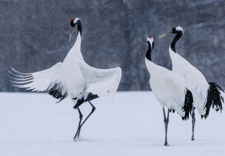 "Look at me! Not the snow behind - at me!" A graceful Red-crowned Crane begins its courtship dance in Akan, Hokkaido. One crane watched on, while the other is more absorbed by the snow falling over distant trees (image by Virginia Wilde)