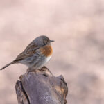 Robin Accentor is often found around homesteads in the mountain valleys (image by Mike Watson)