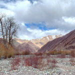  Shang Valley poplar (image by Mike Watson)