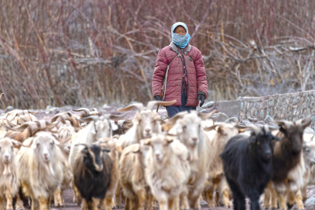 Shang Valley Shepherdess (image by Mike Watson)