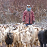 Shang Valley Shepherdess (image by Mike Watson)