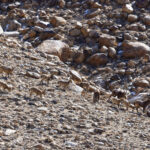  Siberian Ibex at Ullay (image by Mike Watson)