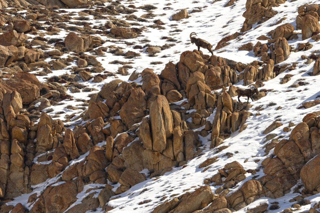  Siberian Ibex bosses at Ullay (image by Mike Watson)
