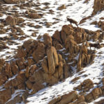  Siberian Ibex bosses at Ullay (image by Mike Watson)