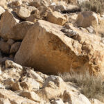  The Snow Leopard was sitting in the rocks not far from the dead pony (image by Mike Watson)