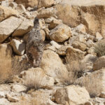 Snow Leopard (image by Mike Watson)