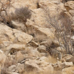  The Snow Leopard was sitting in the rocks not far from the dead pony (image by Mike Watson)