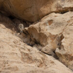  Snow Leopard (image by Mike Watson)