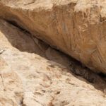  The Snow Leopard uses every bit of cover to slink away (image by Mike Watson)