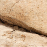  The cat watches us from a safe distance (image by Mike Watson)