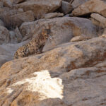 Snow Leopard shows its teeth (image by Mike Watson)
