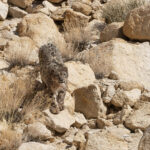 Staring into the cold eyes of the Snow Leopard (image by Mike Watson)