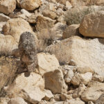  The Snow Leopard’s large paws! (image by Mike Watson)