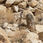 The long Snow Leopard’s tail acts as a counterweight as well as a shawl (image by Mike Watson)