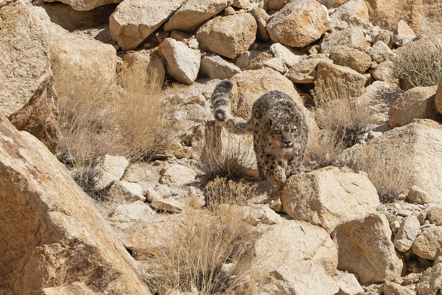 The long Snow Leopard’s tail acts as a counterweight as well as a shawl (image by Mike Watson)
