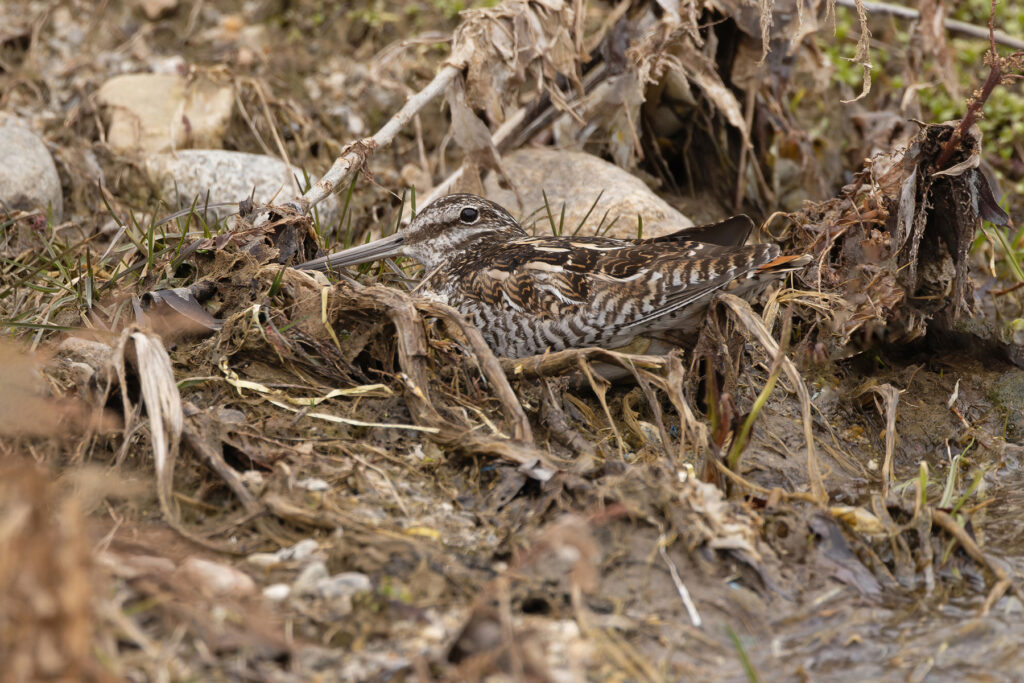 Solitary Snipe – one of the most sought-after shorebirds (image by Mike Watson)