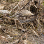 Solitary Snipe – one of the most sought-after shorebirds (image by Mike Watson)